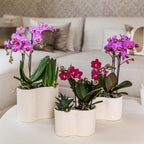 Orchidée colibri | Orchidée phalaenopsis violette, pot de 9 cm de diamètre | Chamonix | Plante d'intérieur fleurie - fraîchement cueillie