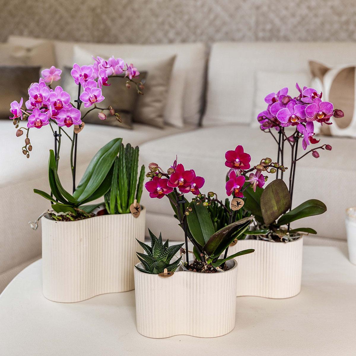 Orchidée colibri | Orchidée phalaenopsis violette, pot de 9 cm de diamètre | Chamonix | Plante d'intérieur fleurie - fraîchement cueillie