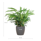 Calathea Rufibarba met Viber grijs - 55cm - Ø17