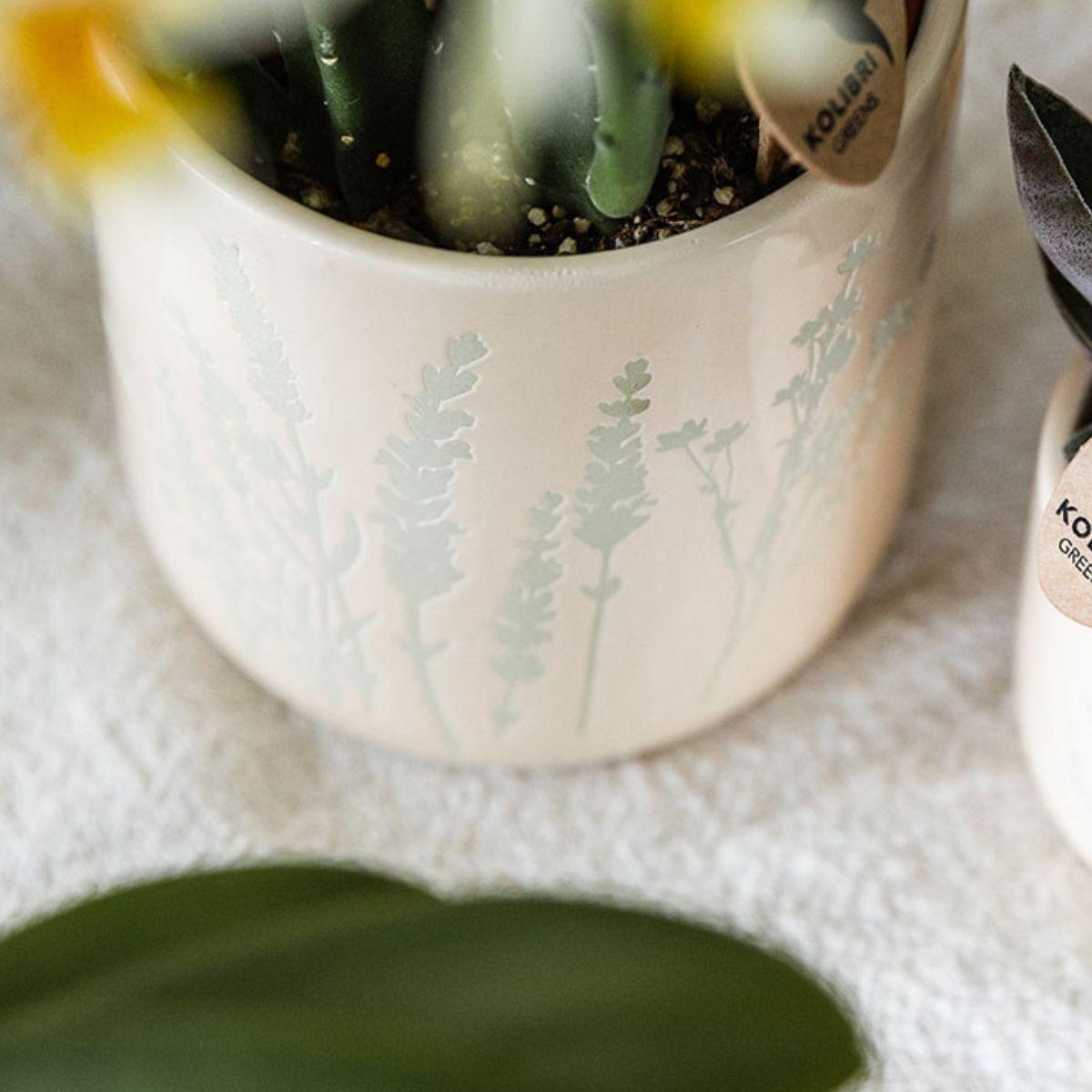 Kolibri-Orchideen | Gelbe Orchidee Mexiko + Floraler Dekotopf hellblau – Topfgröße Ø9cm | blühende Zimmerpflanze – frisch vom Züchter