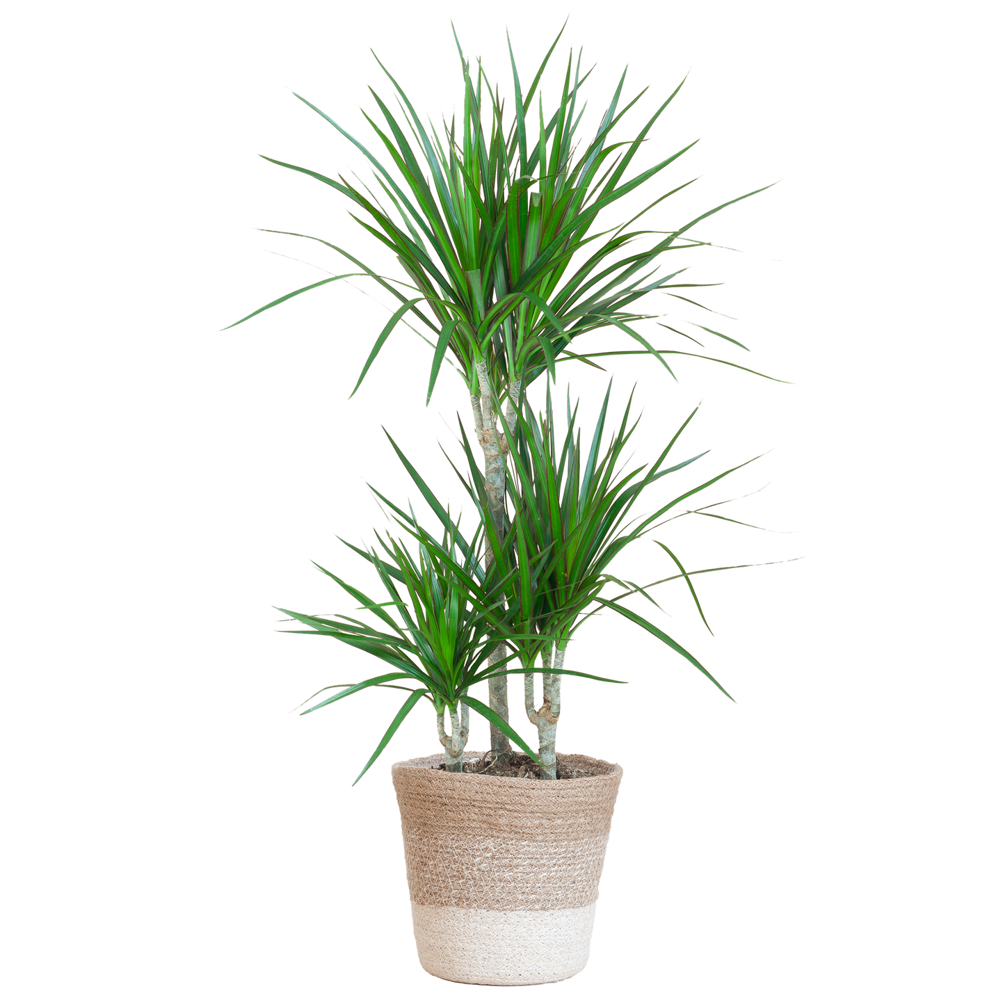 Dracaena Marginata mit Lissabon-Korb weiß - 95cm - Ø21