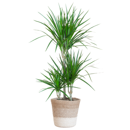 Dracaena Marginata mit Lissabon-Korb weiß - 95cm - Ø21