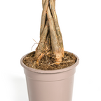 Pachira Aquatica Ø19cm - ↕70 - 90cm