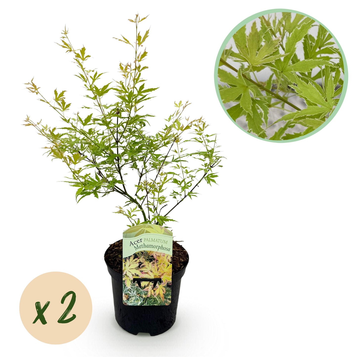 Green boutiQ – Terrassenpflanze – Japanischer Ahorn – Acer palmatum Methamorphosa – Grün – 2 Pflanzen – Laubabwerfend – Topf 19 cm, Höhe 70 cm