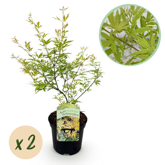 Green boutiQ - Terrasplant - Japanse Esdoorn - Acer palmatum Methamorphosa - Groen - 2 Planten - Bladverliezend - Pot 19cm Hoogte 70cm