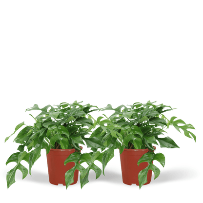 Monstera Minima - (Schweizer Fensterblatt) - 2 Stück - Ø15cm - ↕30cm