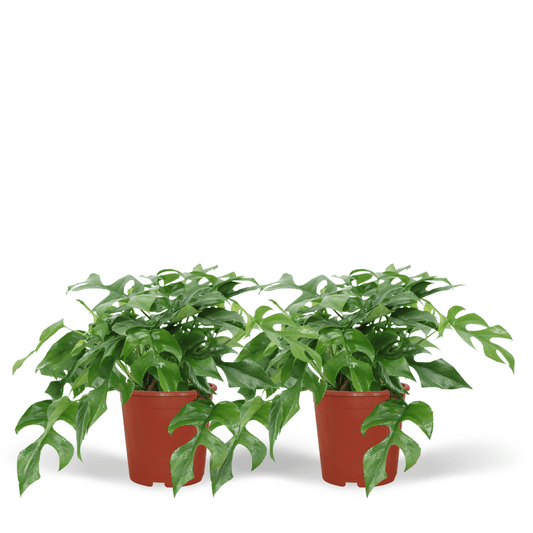 Monstera Minima - (Schweizer Fensterblatt) - 2 Stück - Ø15cm - ↕30cm