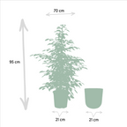 Ficus benjamina Twilight - Ø21cm - ↕95cm + Pot Mayk Lead