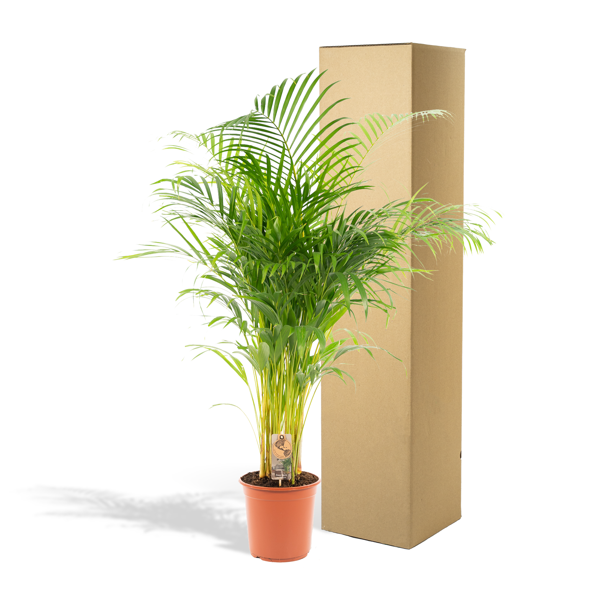 Areca palm - Ø21cm - ↕130cm