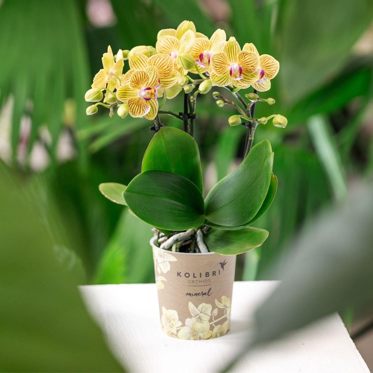 Orchidée colibri | Orchidée Phalaenopsis jaune - Lima - Pot de 9 cm de diamètre | Plante d'intérieur fleurie - Fraîchement cueillie