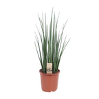 Sansevieria Mikado - Ø19cm - ↕70cm