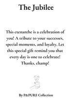 Ctenanthe Burle Marxii Gift "The Jubilee" WITH GREETING CARD! - Ø12cm - ↕25cm