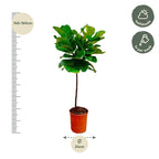 Ficus Lyrata stam - 130 cm - ø24