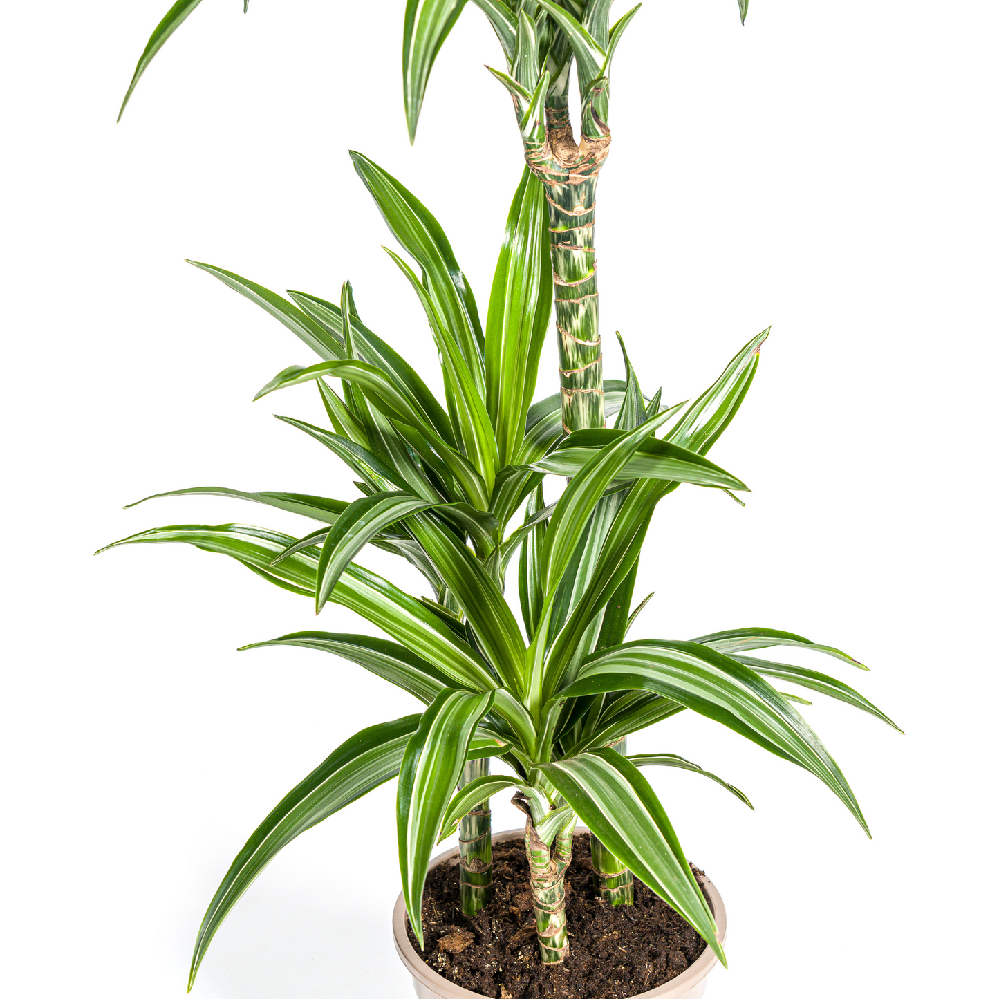 Dracaena Deremensis White Stripe met mand Ø21cm - ↕90 - 110cm