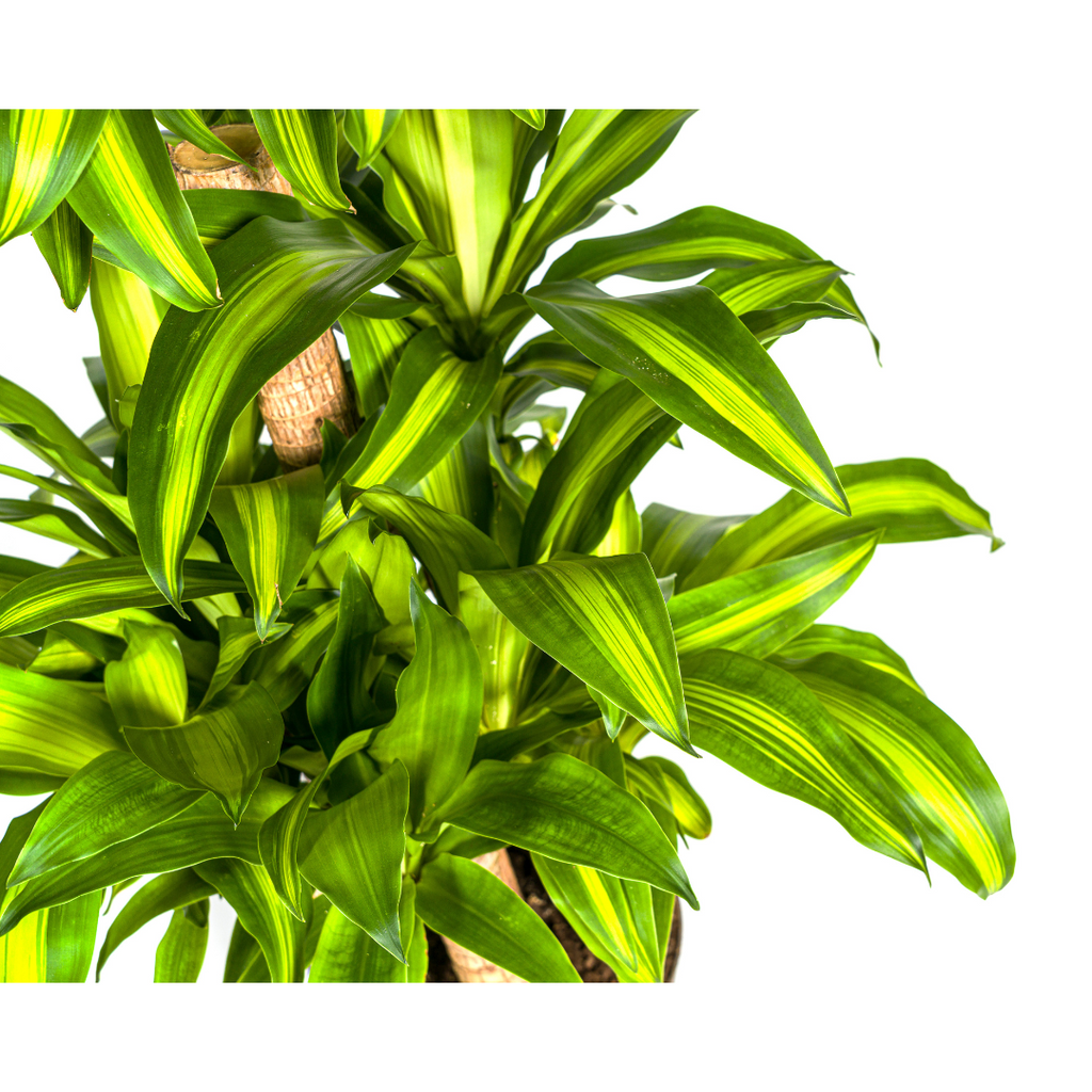 Dracaena Fragrans Massangeana Carrousel Ø30cm - ↕130 - 150cm