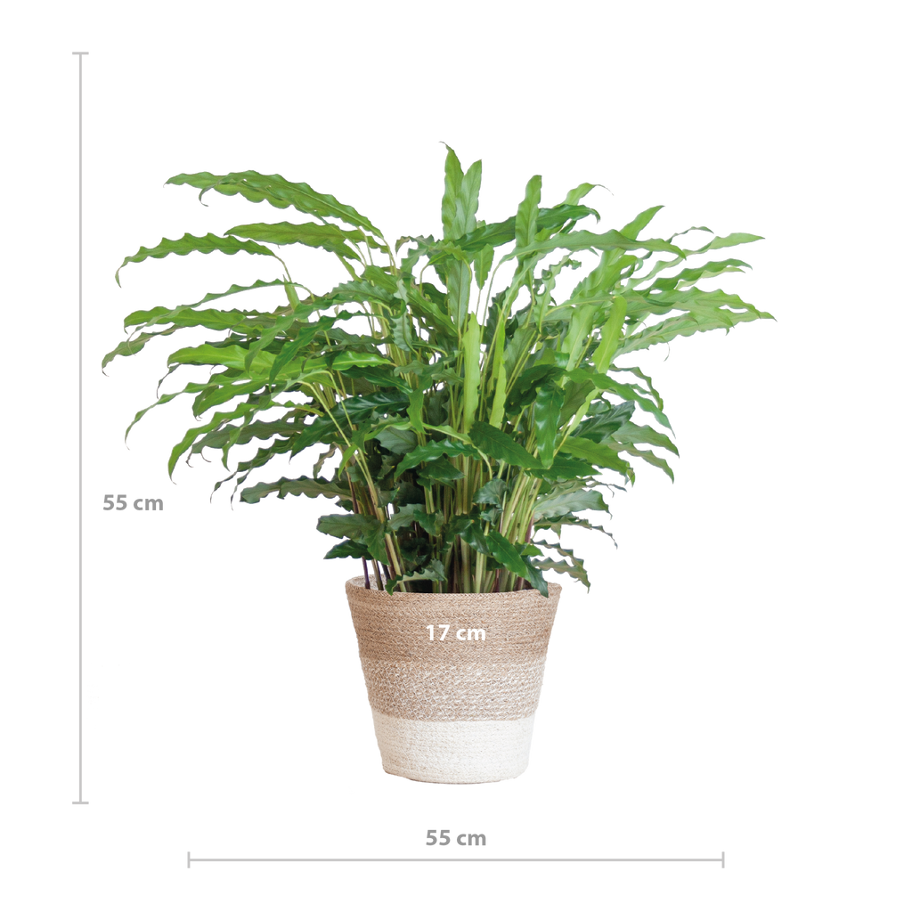 Calathea Rufibarba met Mand Lissabon wit - 55cm - Ø17