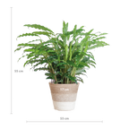 Calathea Rufibarba met Mand Lissabon wit - 55cm - Ø17