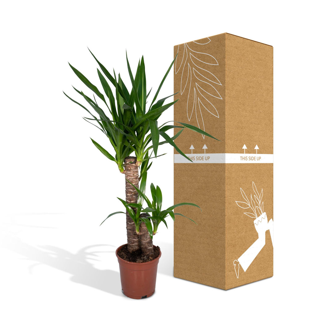 Yucca Elephantipes - Ø17cm - ↕85cm