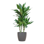 Dracaena  Janet Lindt met Viber grijs - 95cm - Ø21