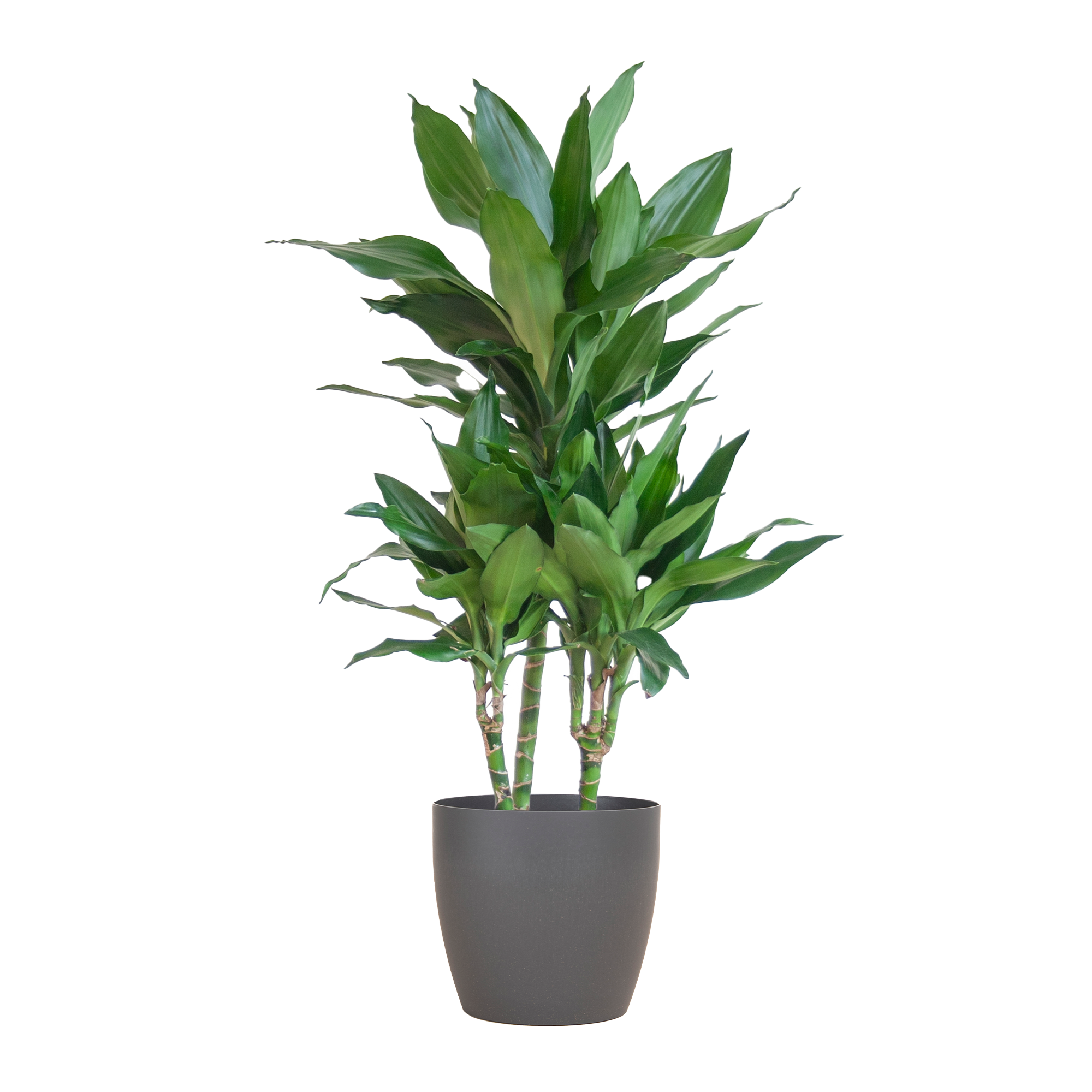 Dracaena  Janet Lindt met Viber grijs - 95cm - Ø21