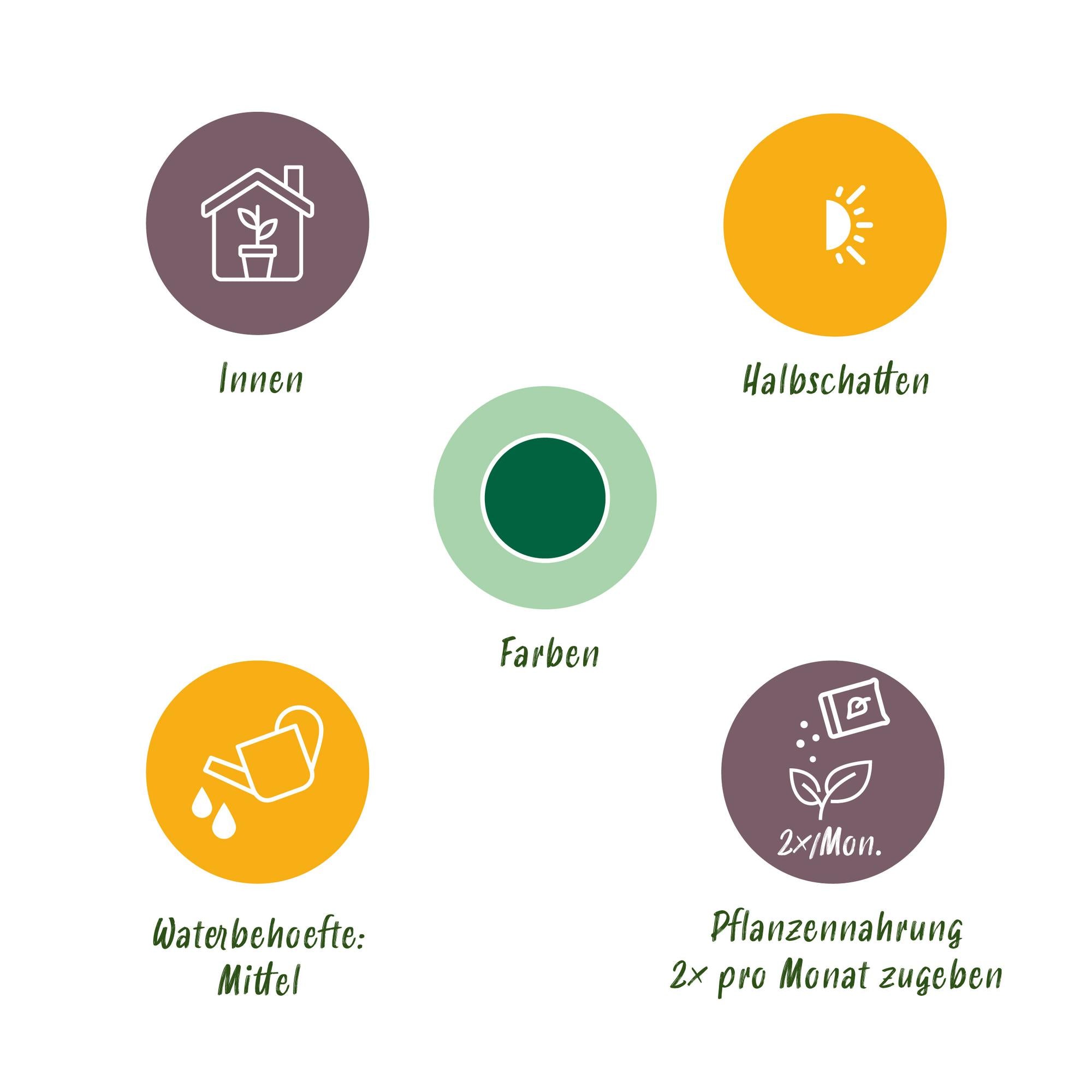 Green BoutiQ - Kamerplanten - Strelitzia Nicolai - Paradijsvogelbloem - Weinig onderhoud - Groen - 1 Plant - met Potter Grijs - Pot 21cm - Hoogte 110-120cm