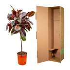 Ficus Elastica Belize op stam - 130 cm - ø24
