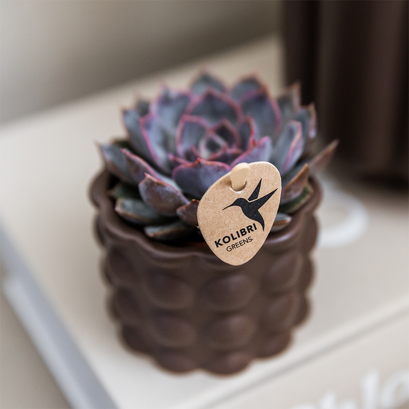 Orchidées Kolibri | Ensemble de plantes marron coton | Plantes vertes avec orchidée Phalaenopsis blanche Ghent en pots en céramique