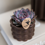 Orchidées Kolibri | Ensemble de plantes marron coton | Plantes vertes avec orchidée Phalaenopsis blanche Ghent en pots en céramique