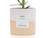 Clusia Rosea Gift "Purify" WITH GREETING CARD! - Ø12cm - ↕30cm