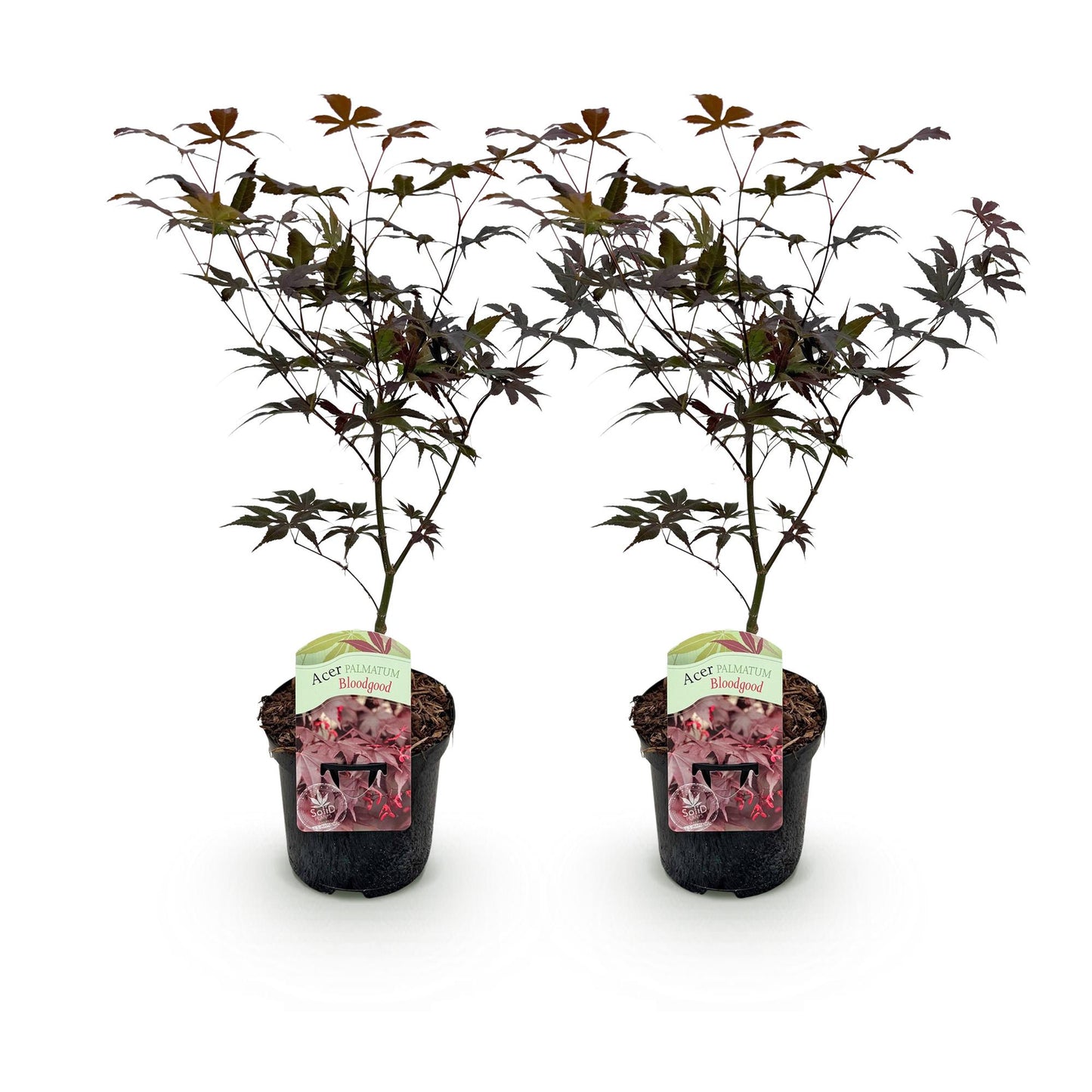 Green boutiQ – Terrassenpflanze – Japanischer Ahorn – Acer palmatum Bloodgood – Rot – 2 Pflanzen – Laubabwerfend – Topf 19 cm, Höhe 70 cm