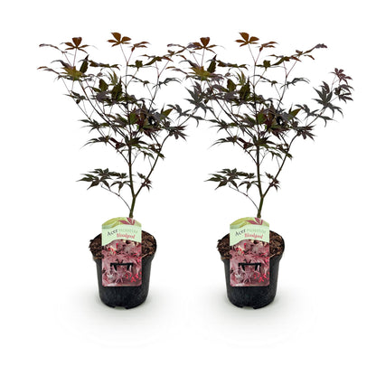 Green boutiQ – Terrassenpflanze – Japanischer Ahorn – Acer palmatum Bloodgood – Rot – 2 Pflanzen – Laubabwerfend – Topf 19 cm, Höhe 70 cm