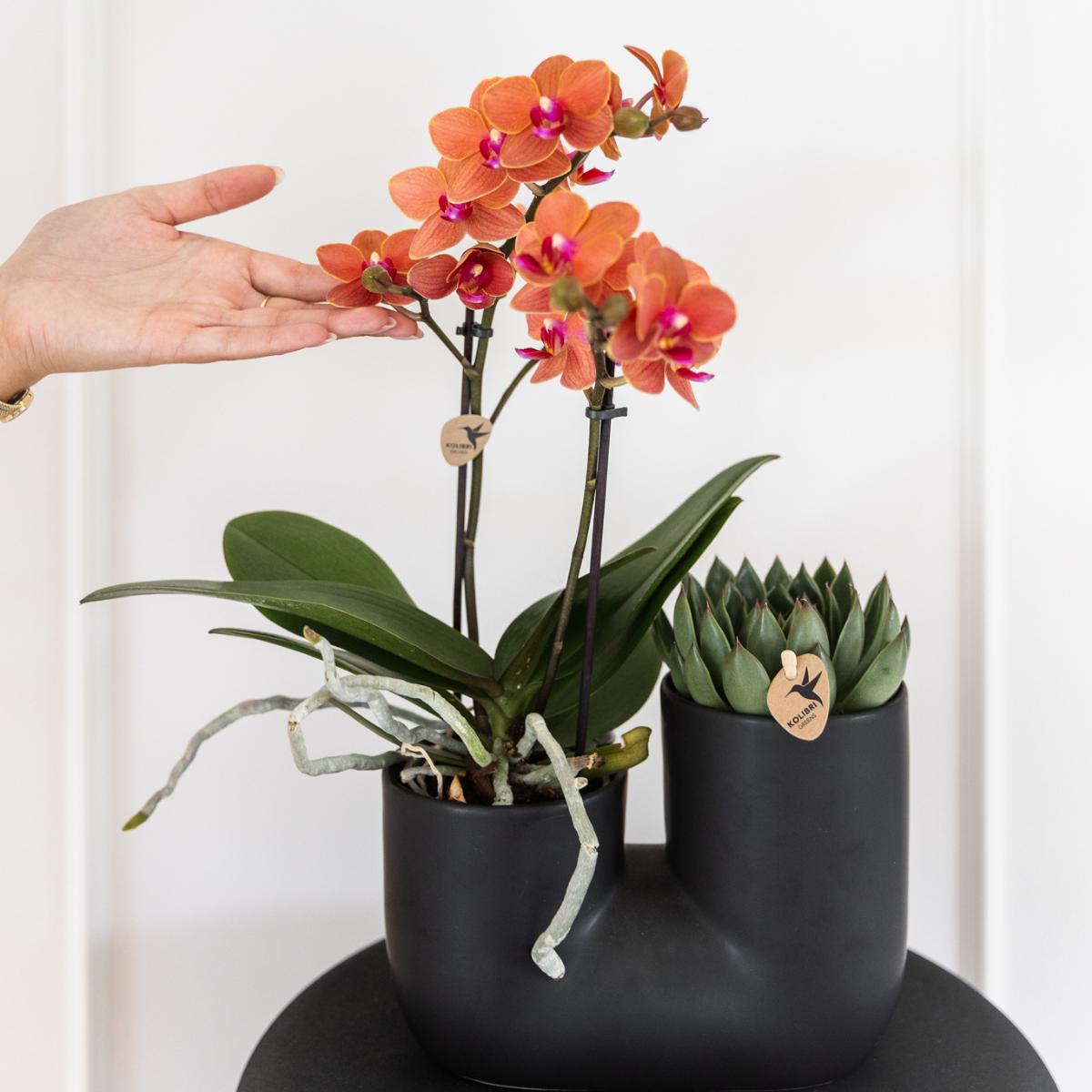 Kolibri Orchids | COMBI DEAL van 4 oranje Phalaenopsis orchideeën - Bolzano - potmaat Ø9cm | bloeiende kamerplant - vers van de kweker
