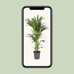 Howea Forsteriana - Ø21cm - ↕100cm