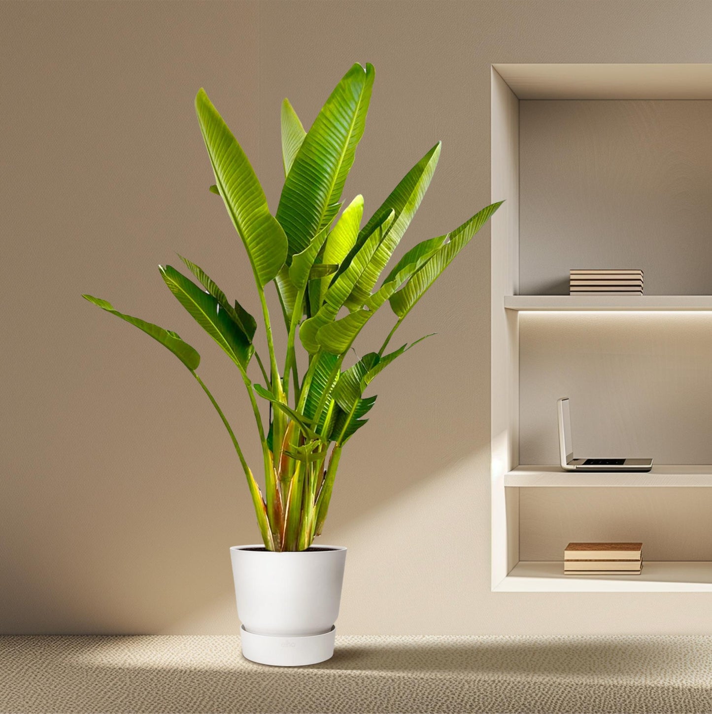Strelitzia Augusta Mehrstamm XXL - 225 cm - ø40