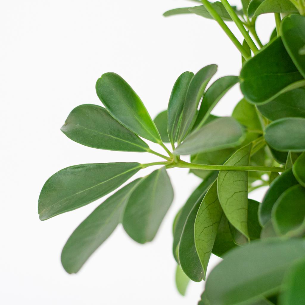 Schefflera Arab Nora met Mand Lissabon wit  - 70cm - Ø21