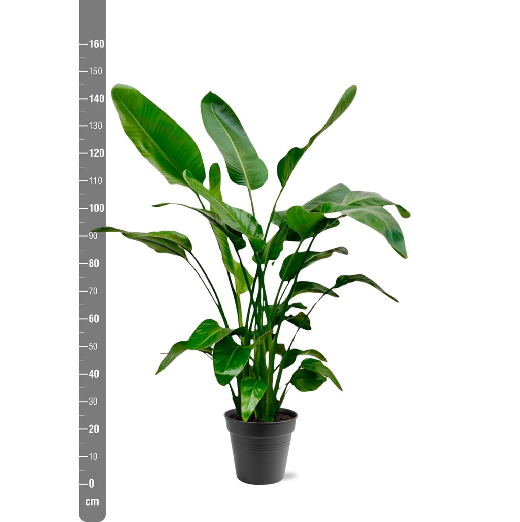Strelitzia Nicolai - 140 - 150cm - Ø24