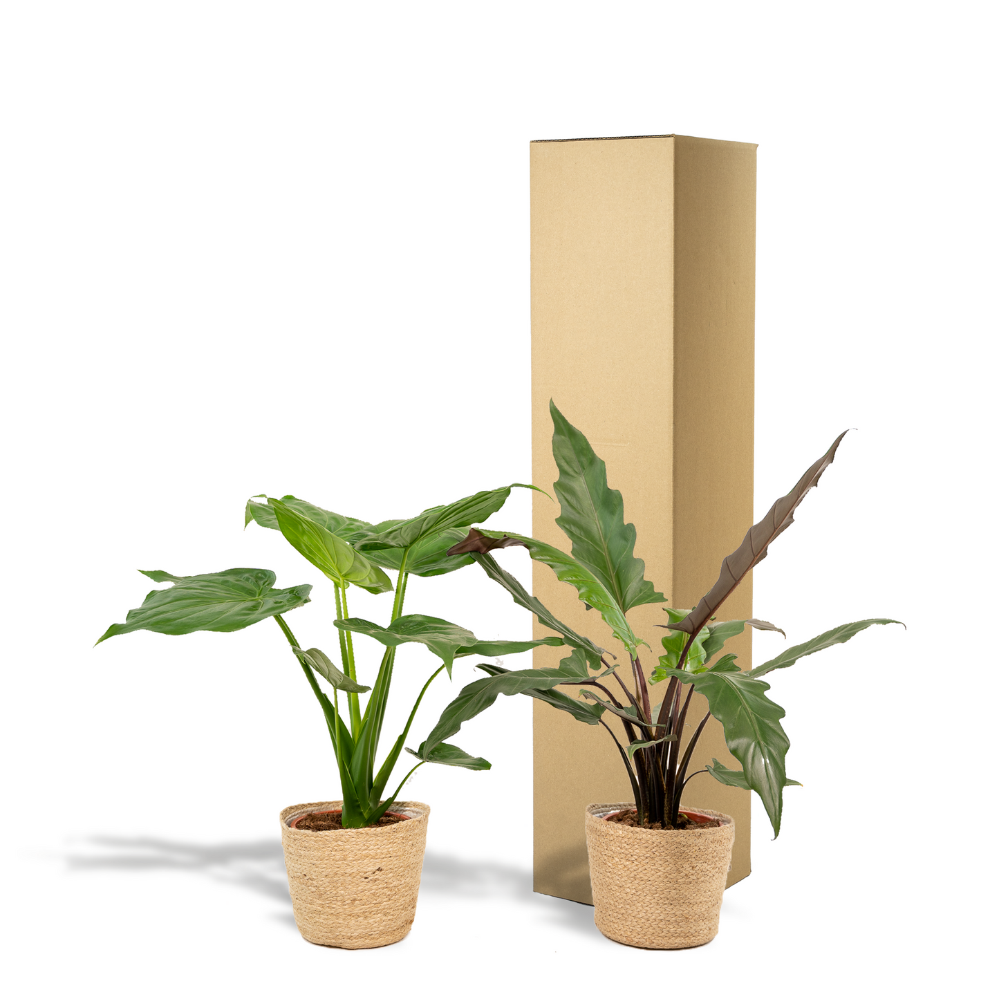 Alocasia Cucullata - Ø19cm - ↕60cm + Alocasia Lauterbachiana - Ø19cm - ↕75cm + Korb Selin