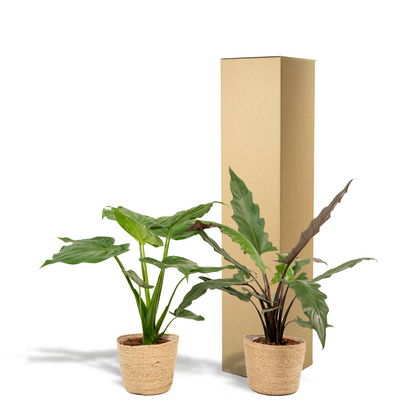 Alocasia Cucullata - Ø19cm - ↕60cm + Alocasia Lauterbachiana - Ø19cm - ↕75cm + Korb Selin