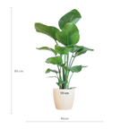 Strelitzia Nicolai met Viber pot wit - 80cm - Ø21