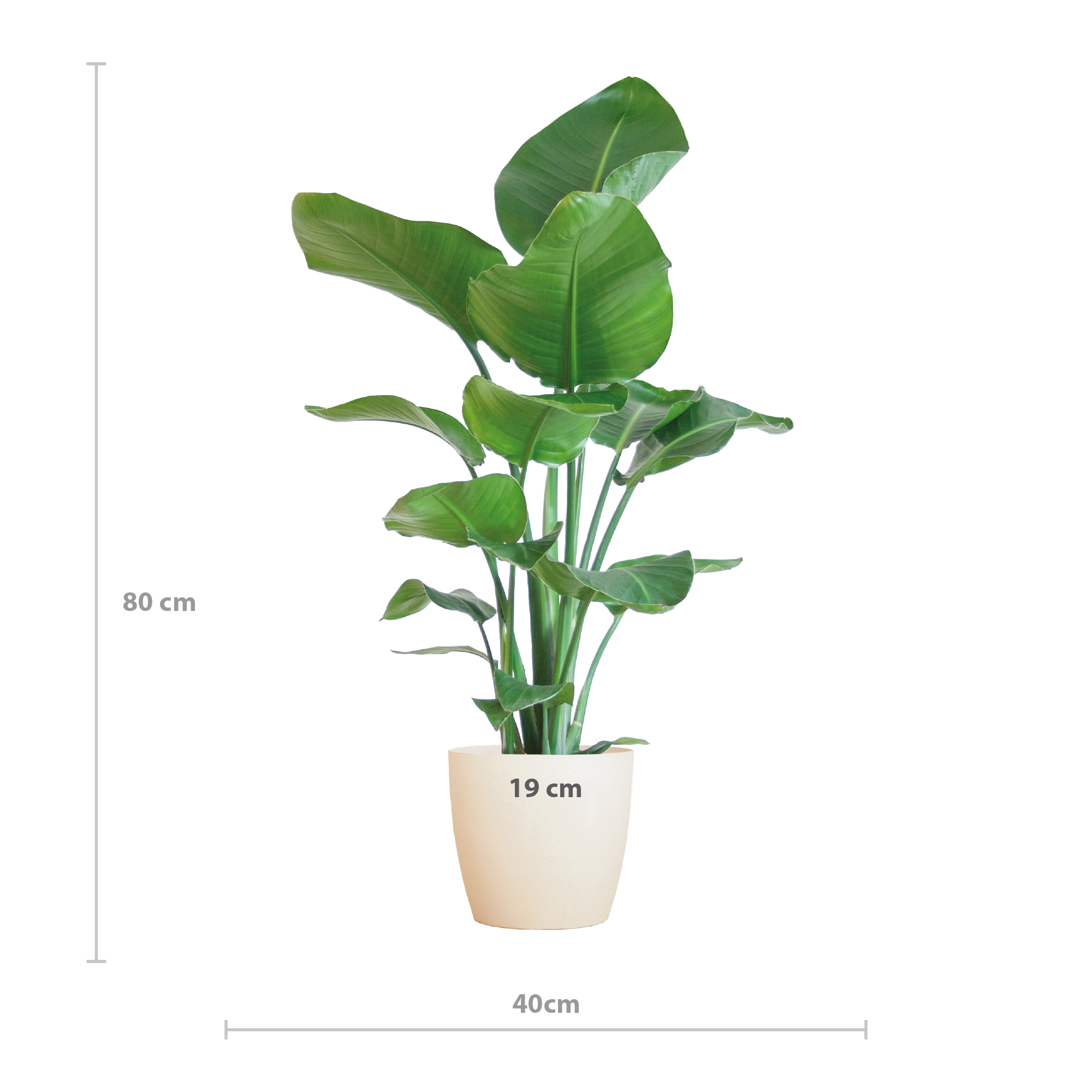 Strelitzia Nicolai met Viber pot wit - 80cm - Ø21