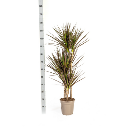 Dracaena Marginata Magenta met mand Ø21cm - ↕110 - 130cm