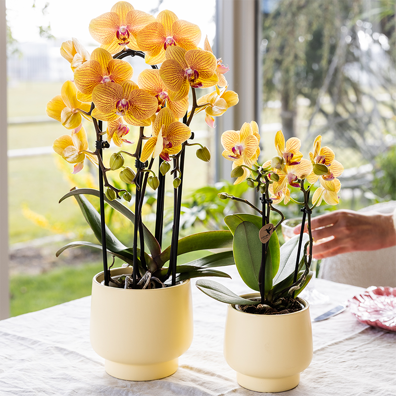 Orchidée colibri | Orchidée Phalaenopsis jaune - Lima - Pot de 9 cm de diamètre | Plante d'intérieur fleurie - Fraîchement cueillie