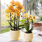 Orchidée colibri | Orchidée Phalaenopsis jaune - Lima - Pot de 9 cm de diamètre | Plante d'intérieur fleurie - Fraîchement cueillie