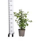 Ficus Benjamina Golden King Ø17cm - ↕60 - 80cm