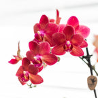 Kolibri Orchids | Rode Phalaenopsis orchidee – Congo + Gummy pot travertine – potmaat Ø9cm | bloeiende kamerplant in bloempot - vers van de kweker
