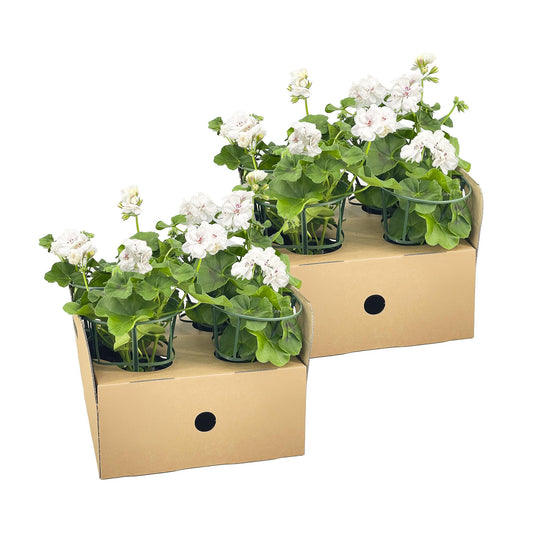 Pelargonium peltatum Weiß Ø12 cm - ↕20 cm