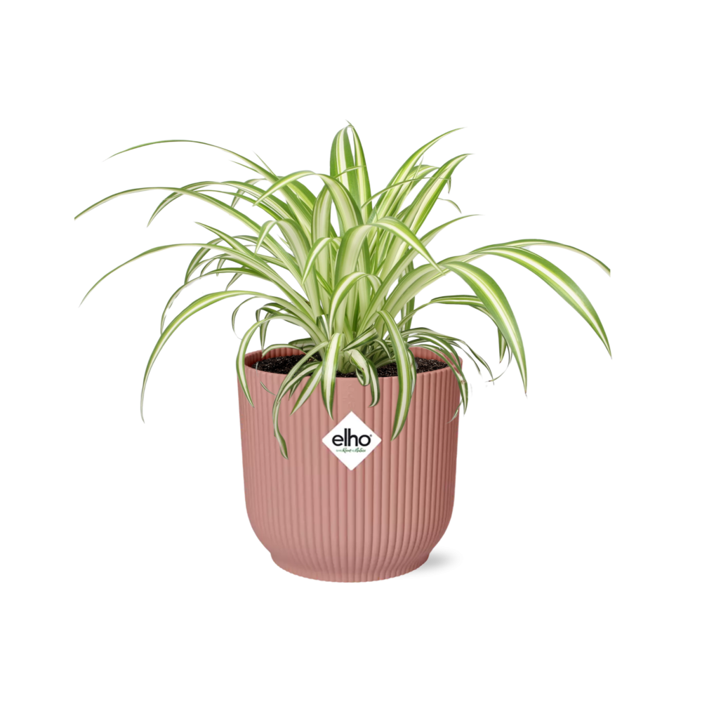 Chlorophytum Comosum Variegatum in ELHO Vibes Fold 14cm rosa