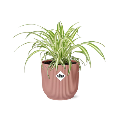 Chlorophytum Comosum Variegatum in ELHO Vibes Fold 14cm rosa