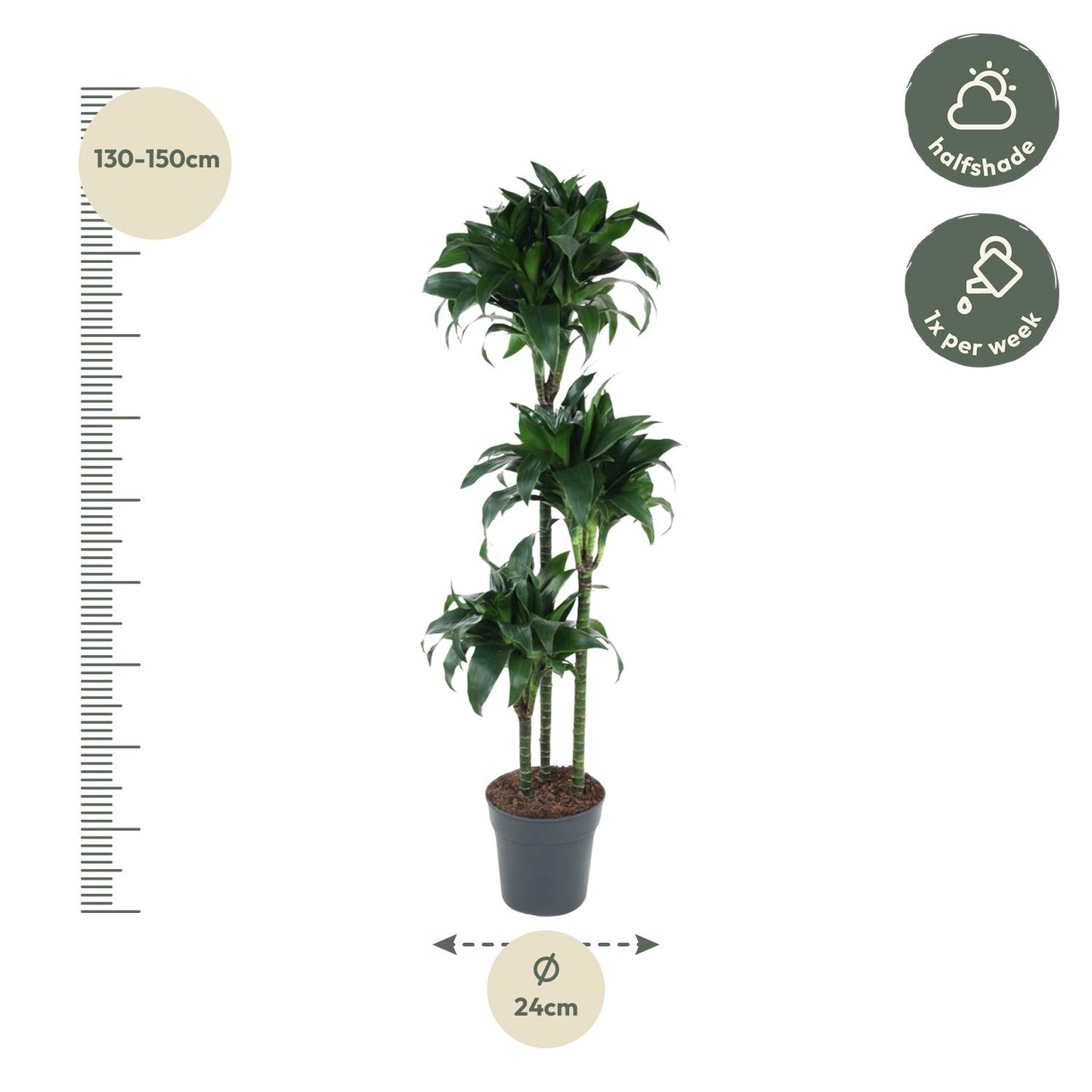 Dracaena Tatuade – 140 cm – ø24