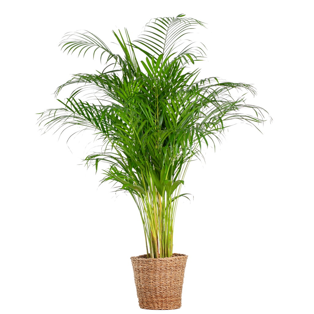 Areca Palm (dypsis) XL met mand Torun - 120cm - Ø24